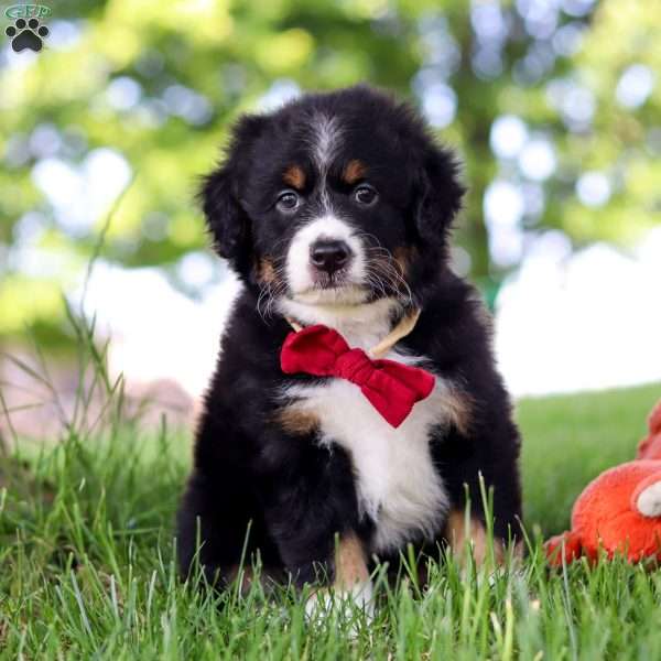 Grasshopper, Mini Bernedoodle Puppy